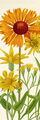 Image Not Available